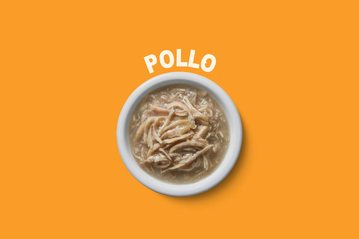 Pollo